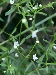 Galium obtusum
