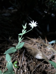 Stellaria vestita
