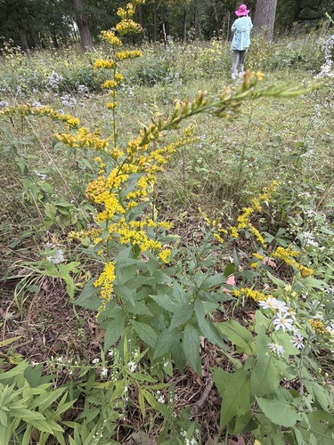 elm-leaved goldenrod
