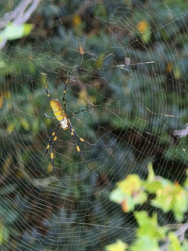 Joro Spider