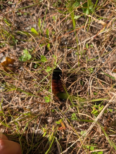 Isabella Tiger Moth