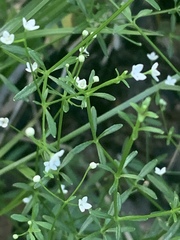 Galium obtusum