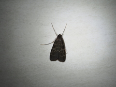 Paracymoriza nigra