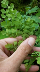 Adiantum shastense