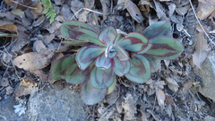 Echeveria nodulosa