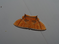 Thinopteryx nebulosa