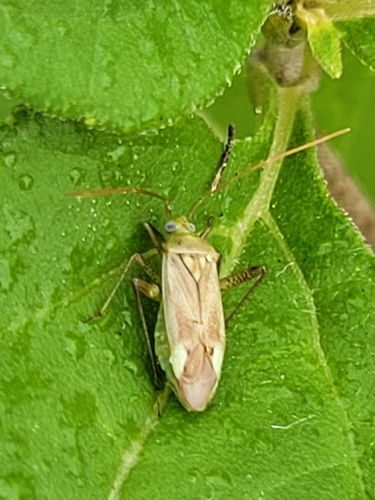 Alfalfa Plant Bug