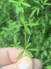 Galium obtusum