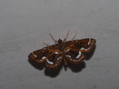 Cymoriza