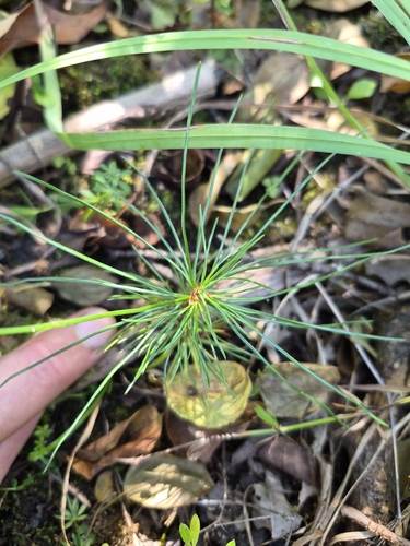 eastern white pine