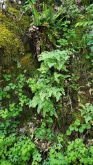 Adiantum shastense