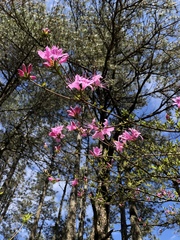Rhododendron noriakianum