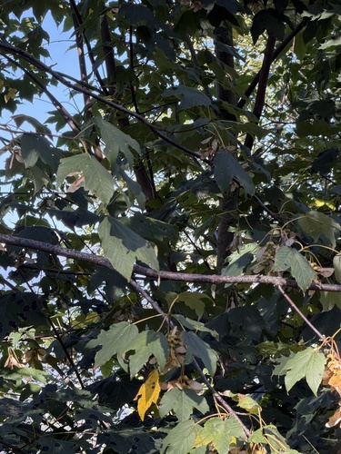 sycamore maple