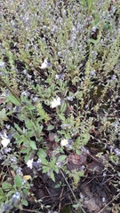 Viola arvensis