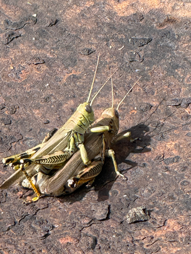 Differential Grasshopper