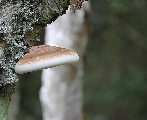 birch polypore