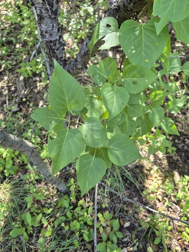 common lilac