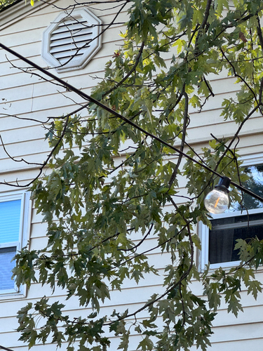 silver maple