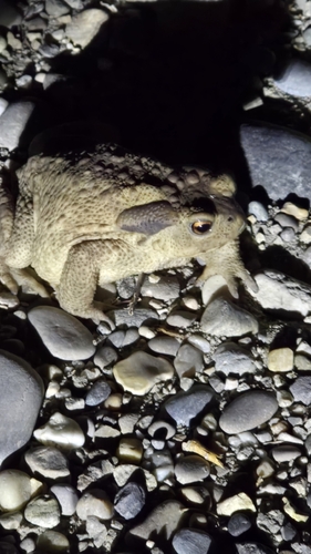 Spiny Toad
