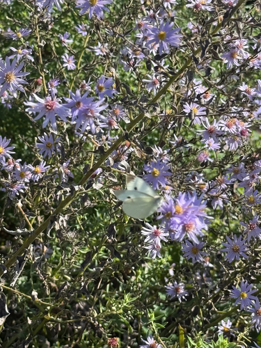 Small White