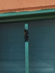 Lophostethus dumolinii