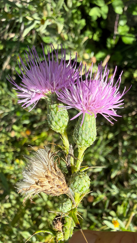 Cirsium creticum