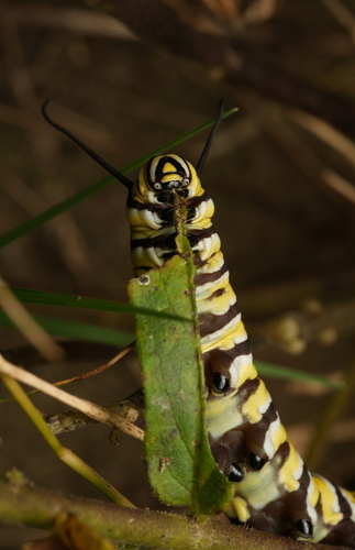Monarch