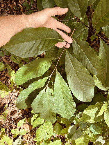 common pawpaw