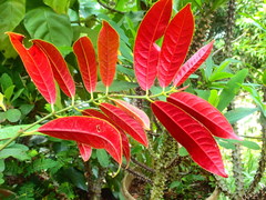 Excoecaria cochinchinensis