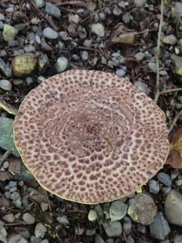 Freckled Dapperling
