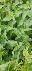 Urtica dioica dioica