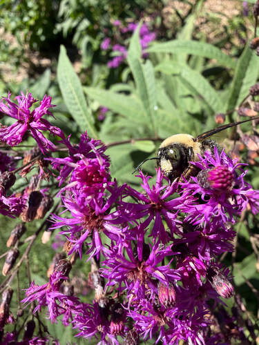 Eastern Carpenter Bee