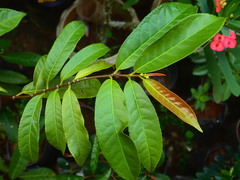 Excoecaria cochinchinensis