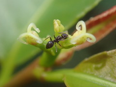 Excoecaria cochinchinensis