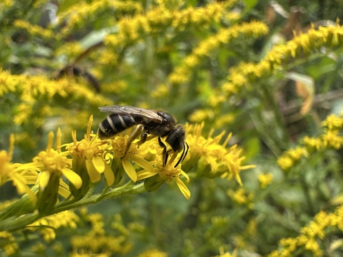 Ligated Furrow Bee