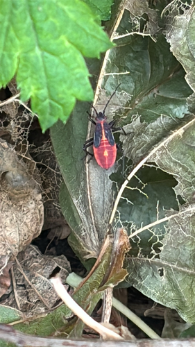 Eastern Boxelder Bug