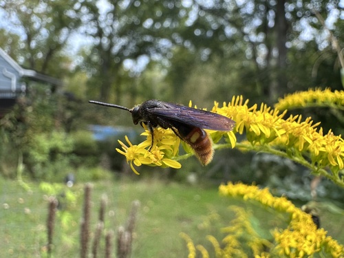 Two-spotted Scoliid Wasp