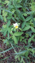Viola arvensis