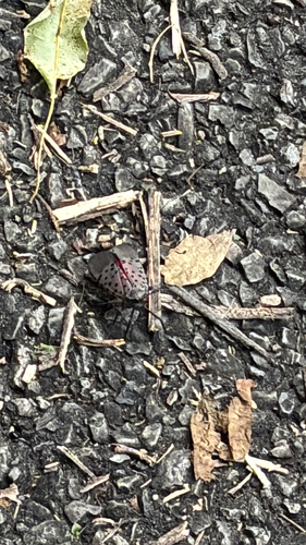 Spotted Lanternfly