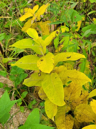 common milkweed