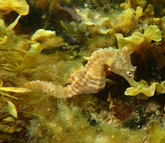 Hippocampus breviceps
