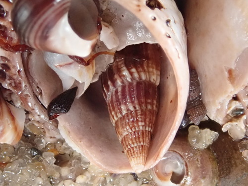 Well-ribbed Dove Snail