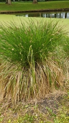 Carex paniculata