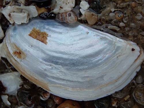 Common Pandora Clam
