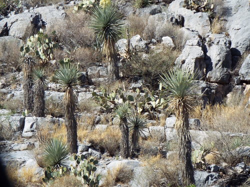 rigid blue yucca