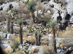 Yucca rigida