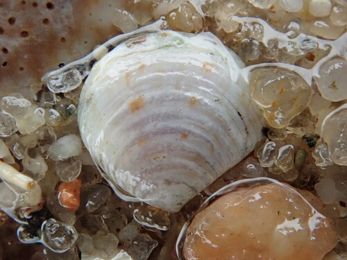 Lunate Crassinella