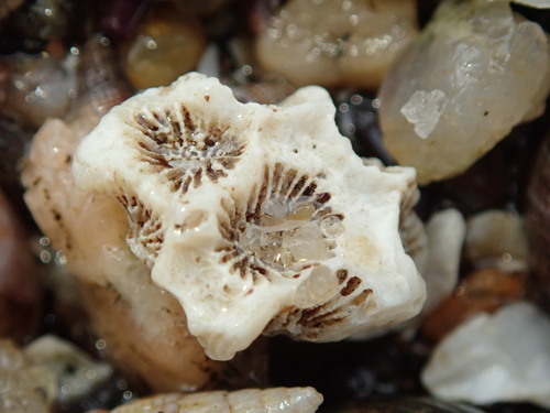 Northern Star Coral