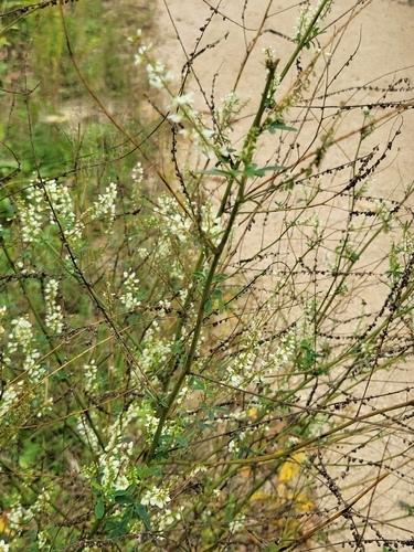 White Sweetclover