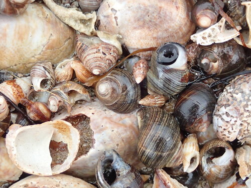 Common Periwinkle
